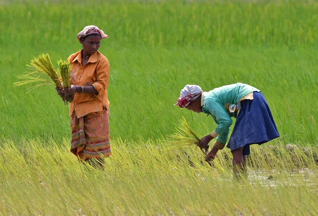Women plant saplings in a paddy field at Kathalguri Village, in the northeastern state of Assam, India, August 22, 2016. (Photo by Reuters/Stringer)