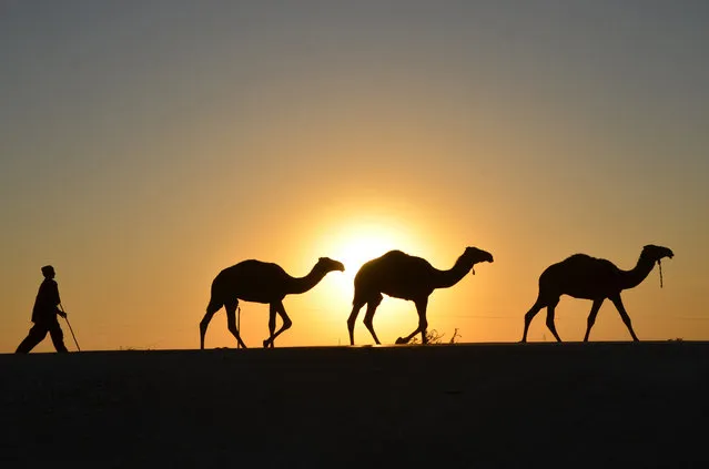 A Pakistani boy walks with his camels in Jaffarabad district in the South-East of the Pakistani province of Balochistan on December 8, 2017. (Photo by Fida Hussain/AFP Photo)