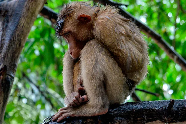 A pet macaque sits chained on a tree branch outside its owner's house in Leupung, Indonesia's Aceh province on July 22, 2020. (Photo by Chaideer Mahyuddin/AFP Photo)