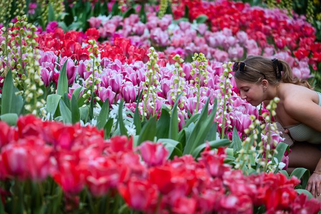A woman bends over to smell the tulips at Longwood Gardens in Kennett Square, Pennsylvania, on April 19, 2025, during the Easter holiday Spring Blossoms event. (Photo by Jim Watson/AFP Photo)