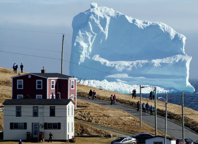 Residents view the first iceberg of the season as it passes the South Shore, also known as “Iceberg Alley”, near Ferryland Newfoundland, Canada, April 16, 2017. (Photo by Jody Martin/Reuters)