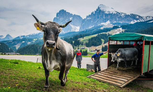 Tractors take Matthias Rier's cows up to the alpine pasture on May 03, 2025 in Alpe of Siusi, Castelrotto, Italy. Matthias Rier is the third in lineage of the Rier family who, together with his wife and their children, run a herd of alpine cows for milk production on the Seiser Alm, Europe's largest, and live according to the rhythms of nature and tradition, thus keeping the alp and surrounding areas clean and in harmony with natural cycles, and also run a tourist farm. (Photo by Simone Padovani/Getty Images)