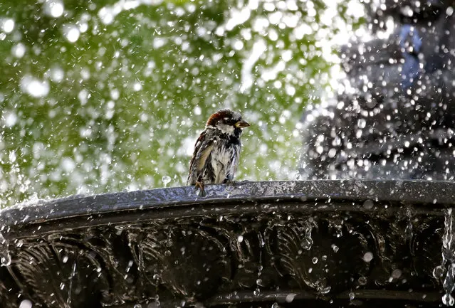 A sparrow enjoys refreshment in a public fountain during hot summer weather in Zurich, Switzerland on August 12, 2020. (Photo by Arnd Wiegmann/Reuters)