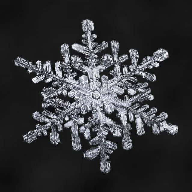 Each snowflake takes roughly four hours to edit to ensure perfect details. (Photo by Don Komarechka/Caters News Agency)