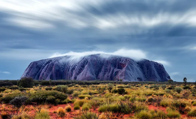“Blue Uluru”. Rain and a unique weather event transforms the iconic Uluru many shades of blue and purple as water cascades down the many etched crevices carved by time and water. This was taken before sunrise it had just stopped raining after several hours and the low cloud sat low above the rock slowly dissipating within minutes as the wind moved it away. Photo location: Red Centre Northern Territory, Australia. (Photo and caption by Julie Fletcher/National Geographic Photo Contest)