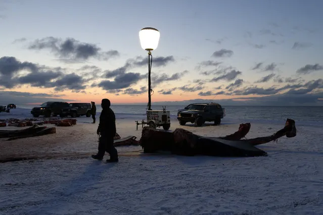 In this October 7, 2014, photo, a light running on a generator illuminates a man as he passes the giant bones of a bowhead whale in a field near Barrow, Alaska. Whale bones are coveted by many in Barrow, often used to adorn the grave sites of loved ones. (Photo by Gregory Bull/AP Photo)