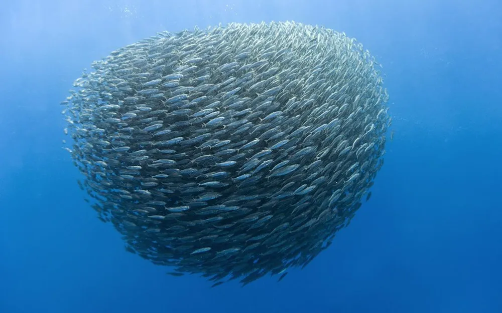 Sharks And Dolphins Preying On Mackerel