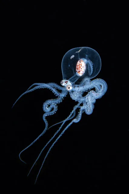 A mimic octopus in larval form, shot in complete darkness 300ft below the surface of the ocean at Anilao in the Philippines. (Photo by Pietro Cremone/Close Up Photographer of the Year)