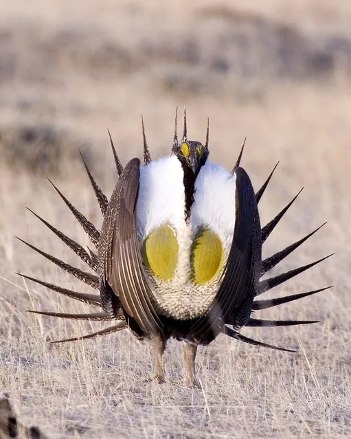 Greater Sage-Grouse