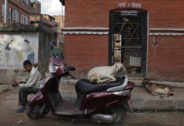 A Nepalese man sits outside a Hindu temple as a goat rests on a parked scooter in Khokana, Lalitpur District, Nepal, Monday, Sept. 26, 2016. Writing on the wall offers prayers to Hindu god Shiva. (Photo by Niranjan Shrestha/AP Photo)