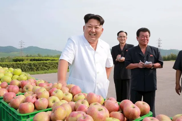 North Korean leader Kim Jong Un gives field guidance to the Taedonggang Combined Fruit Farm in this undated photo released by North Korea's Korean Central News Agency (KCNA) in Pyongyang August 19, 2015. (Photo by Reuters/KCNA)