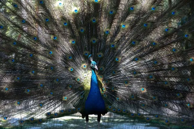 A blue peafowl is seen at the Zoological Gardens in Yangon, Myanmar, January 28, 2023. (Photo by Xinhua News Agency/Rex Features/Shutterstock)