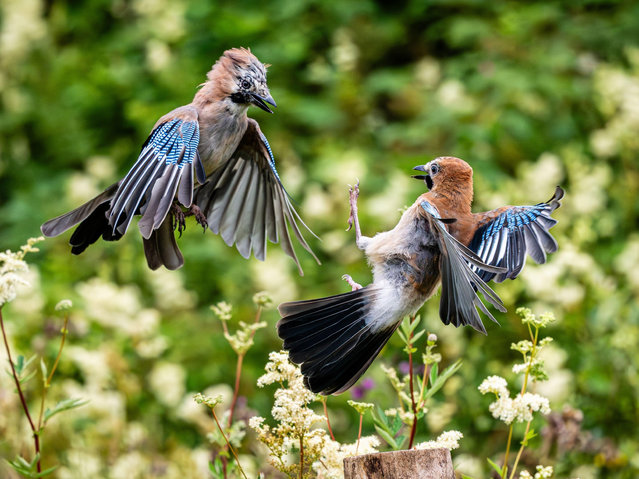 A couple of jays squabble in riverside woodlands near Aberystwyth, Wales, UK in the last decade of July 2025. (Photo by Philip Jones/Alamy Live News)