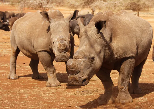 Dehorned rhinos are seen at the Kruger national park in Mpumalanga province September 16, 2011. The rhinos were dehorned by a veterinary surgeon to prevent poaching. (Photo by Ilya Kachaev/Reuters)