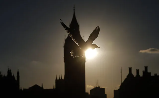 A seagull passes by as the sun sets beside Big Ben's clock tower, in London, Monday, October 12, 2015. (Photo by Frank Augstein/AP Photo)