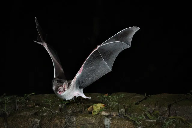 This photo provided by Andrea Rummel, Brown University, shows a bat. A three-ounce flying robot mimics the unique and more flexible way bats fly, this new robot prototype can do a better and safer job getting into disaster sites and scoping out construction zones than those bulky drones with spinning rotors, said the three authors of a study released Wednesday, February 1, 2017, in the journal Science Robotics. (Photo by Andrea Rummel/Brown University via AP Photo)