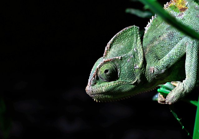 A Yemen chameleon crawls on artificial leaves in Sana'a, Yemen, 04 October 2025. The veiled chameleon (Chamaeleo calyptratus) is native to the Arabian Peninsula in Yemen and Saudi Arabia and can live up to five years. The Yemen chameleon is naturally a light and bright green most of the time, simulating bright foliage. (Photo by Yahya Arhab/EPA)