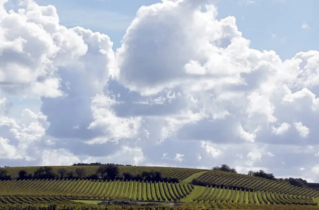 Rows of vineyards are seen on an autumn day before the grape harvest in Camblanes near Bordeaux, Southwestern France, October 8, 2015. (Photo by Regis Duvignau/Reuters)