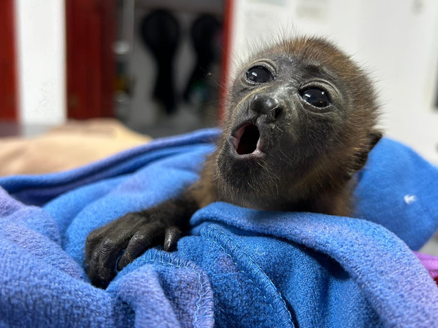 Peque the monkey was bought into International Animal Rescue’s centre in Costa Rica in the second decade of November 2025 after her mother was electrocuted on uninsulated cables. On arrival, Peque was hypothermic, but she was given some fluids and put in an incubator to warm up, and is now beginning rehabilitation. (Photo by International Animal Rescue)