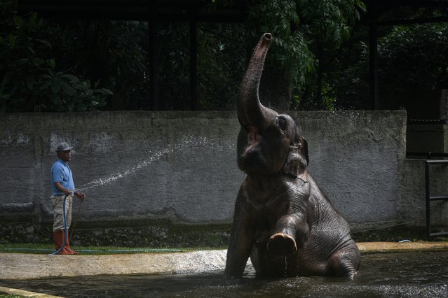 A Sumatran elephant is sprayed with water by a keeper at Bandung Zoo, which has been ordered to close by the city for three months due to internal management problems, putting its 710 animals at risk, in Bandung, West Java, on November 17, 2025. (Photo by Timur Matahari/AFP Photo)