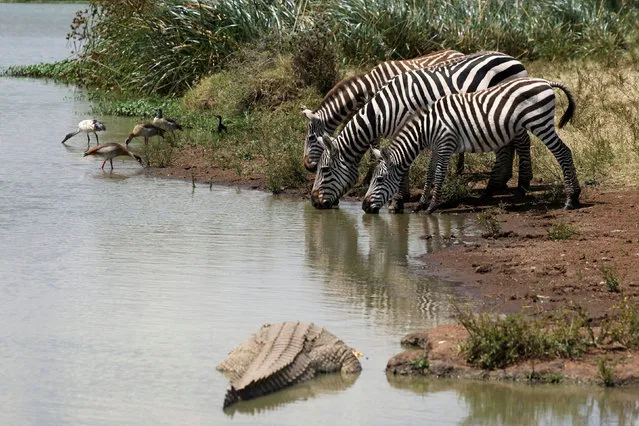 Zebras drink from a water hole while a crocodile looks by inside the Nairobi National Park, Kenya on January 6, 2021. (Photo by Baz Ratner/Reuters)