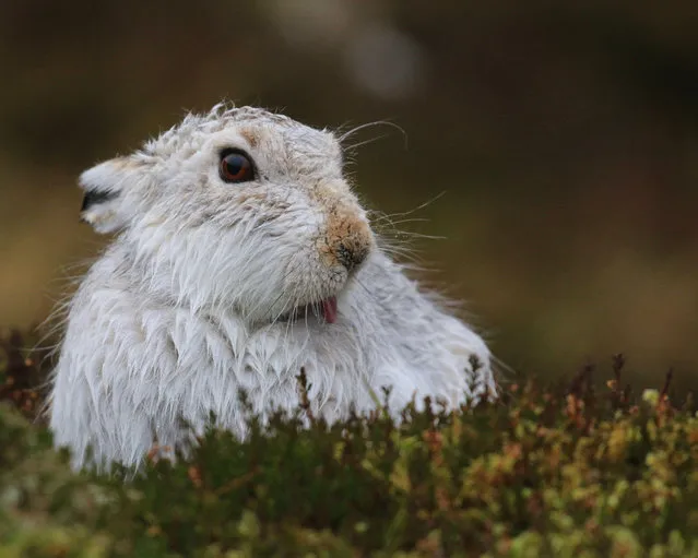 A mountain hare in the Scottish Highlands. (Photo by Melissa Nolan/Alamy Stock Photo)