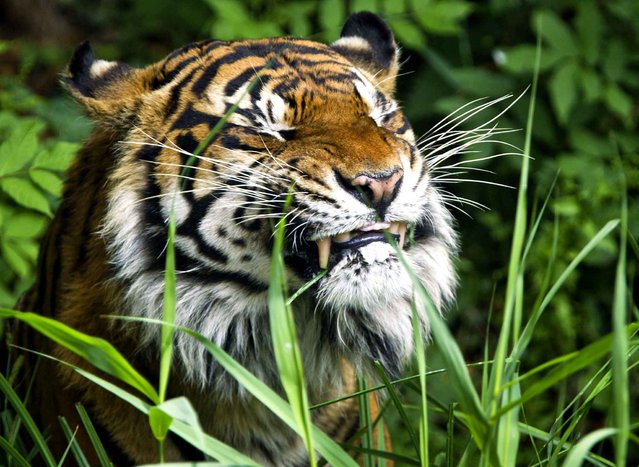 A tiger is pictured in the Zoo in Frankfurt, Germany, on June 11, 2013. (Photo by Frank Rumpenhorst/AFP Photo)