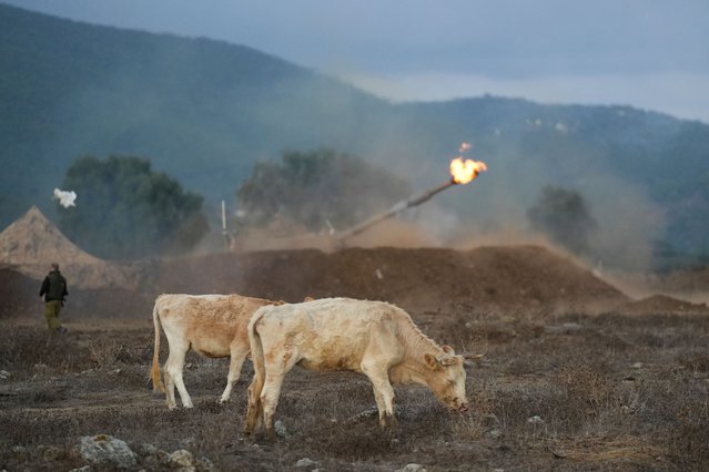 Cows graze as an Israeli mobile artillery unit fires a shell from northern Israel towards Lebanon, Wednesday, October 2, 2024. (Photo by Baz Ratner/AP Photo)