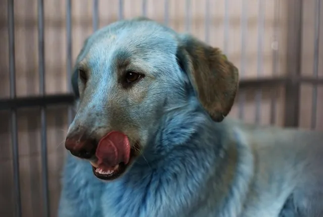 A dog with blue fur is pictured inside a cage at a veterinary hospital where it was taken for examination in Nizhny Novgorod, Russia on February 16, 2021. The pack of stray dogs with blue fur was found earlier this month near an abandoned chemical plant in the city of Dzerzhinsk. (Photo by Anastasia Makarycheva/Reuters)