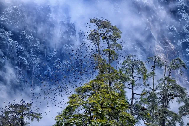 1st place in the into the forest category. Himalayas, India, 2018. The photographer captured a snowstorm in the Himalayas at an altitude of 4,267 metres, just as a flock of Grandala birds invaded the landscape, offering a superb view of their synchronised flight or “murmuration”. (Photo by Kallol Mukherjee/Environmental Photography Award)