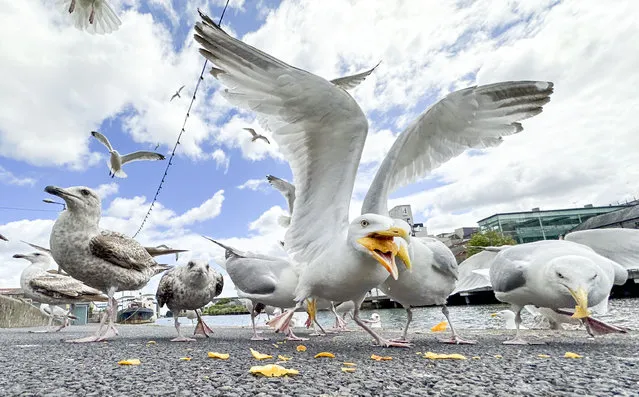 Seagulls on North Quay, Drogheda, Ireland on July 2, 2023. (Photo by Tom Honan for The Irish Times)