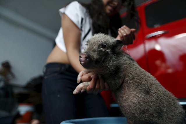 Rocky, a seven-month-old mini pig, is pictured as his owner bathes him in the garage of his home in Mexico City, December 23, 2015. (Photo by Edgard Garrido/Reuters)