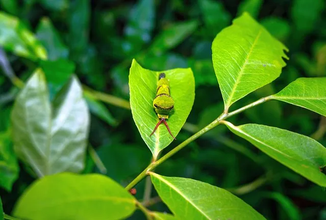 A caterpillar of the lemon butterfly is in the 5th or final instar eating leaves to prepare itself to before pupal stage in a forest at Tehatta, West Bengal, India on July 5, 2023. The lime butterfly or lemon butterfly or lime swallowtail or chequered swallowtail (Papilio demoleus) is a common and widespread swallowtail butterfly. These common names refer to their host plants, which are usually citrus species such as cultivated lime. Unlike most swallowtail butterflies, it does not have a prominent tail. When the adult stage is taken into consideration, the lime swallowtail is the shortest-lived butterfly, with male adults dying after four days and females after a week. The butterfly is native to Asia and Australia and can be considered an invasive pest in other parts of the world. The Lime Butterfly caterpillars in all instars possess a fleshy organ called osmeterium in the prothoracic segment. Usually hidden, the osmeterium can be everted to emit a foul-smelling secretion when the caterpillar is threatened. (Photo by Soumyabrata Roy/NurPhoto via Getty Images)