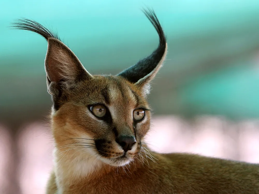 Сaracal – Desert Lynx
