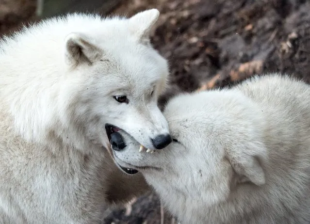Arctic wolves in their new enclosure in the wildlife park in Hanau, Germany, 10 February 2015. The pack is one of the park's main attractions, which specializes in local and European breeds. (Photo by Boris Roessler/EPA)
