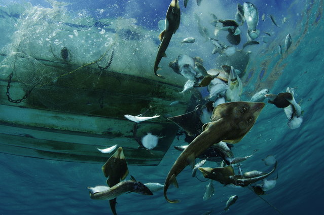Guitarfish, rays, and other bycatch are tossed from a shrimp boat. La Paz, Mexico. (Photo by Brian Skerry)