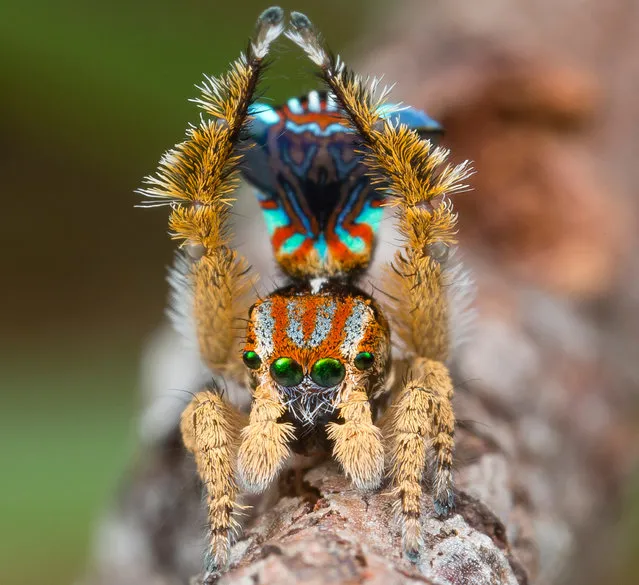 Maratus Unicup – a peacock spider that has now been named. Maratus Unicup was discovered by Jurgen Otto in October 2017. (Photo by Jurgen Otto/The Guardian)