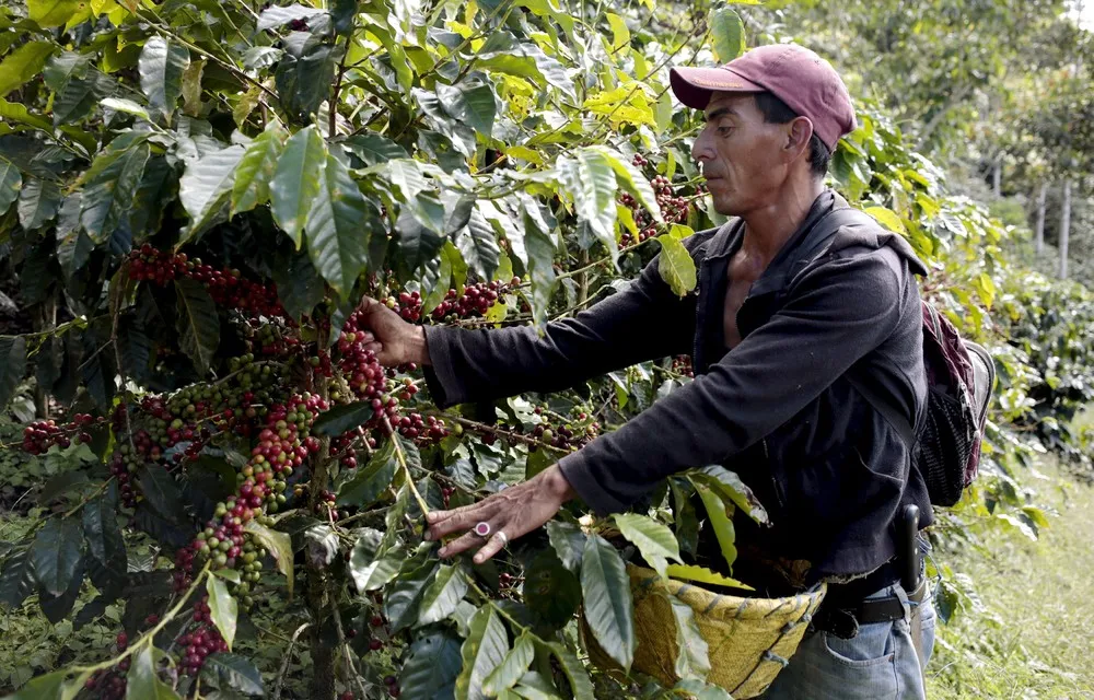 As Climate Change Ehreatens CentAm Coffee, a Cocoa Boom is Born
