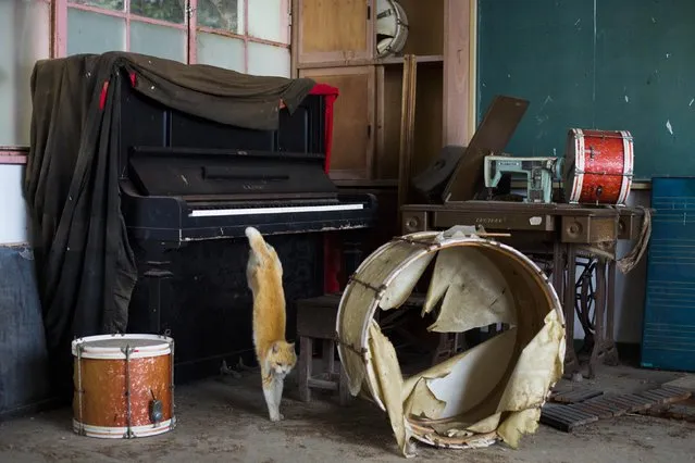 A cat jumps off a piano in the music room of a derelict school on Aoshima Island in the Ehime prefecture in southern Japan February 25, 2015. An army of cats rules the remote island in southern Japan, curling up in abandoned houses or strutting about in a fishing village that is overrun with felines outnumbering humans six to one. Picture taken February 25, 2015. REUTERS/Thomas Peter 