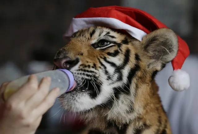 A Bengal tiger cub named “Tiger Duterte” is bottle fed during their annual “Animal Christmas Party” at the Malabon Zoo in Malabon, north of Manila, Philippines Wednesday, December 21, 2016. The zoo also gave away Christmas gifts to orphans during the event. (Photo by Aaron Favila/AP Photo)
