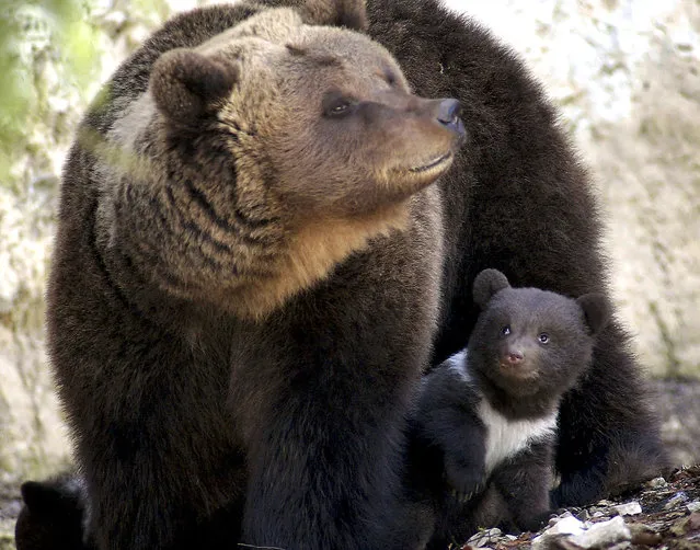 Grizzly bear mother Ursina parades with one of her three new born cubs in the Parc du Mont d'Orzeires, near Vallorbe, Switzerland, Tuesday April 6, 2004.  The three little bears are named Sava, Tara and Kupa, after three rivers in Croatia, where father bear Georges is from. (AP Photo/Keystone, Flash Press)