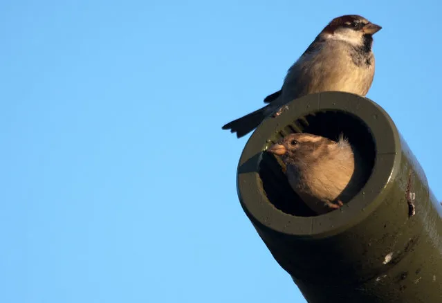 Two sparrows sun themselves in the morning sunlight on and in the muzzle of the cannon of a tank T34 at the Soviet Memorial in Berlin, Germany on October 10, 2018. (Photo by Ralf Hirschberger/DPA)