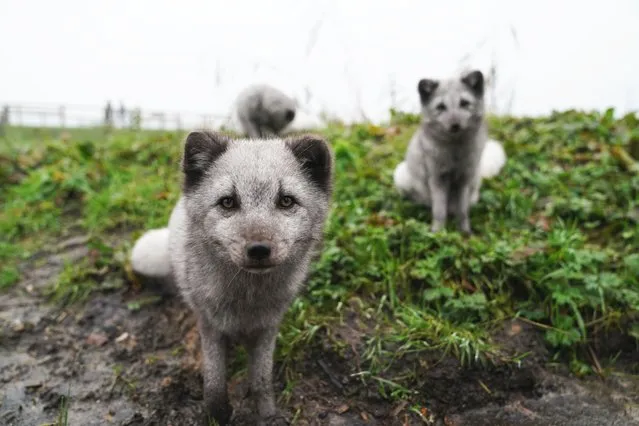 A trio of arctic foxes called Storm, Rosie, and Dena explore their new home in the 53 Degrees North Polar Reserve at the Peak Wildlife Park in Leek, Staffordshire, UK on Tuesday, October 31, 2023. (Photo by Jacob King/PA Images via Getty Images)