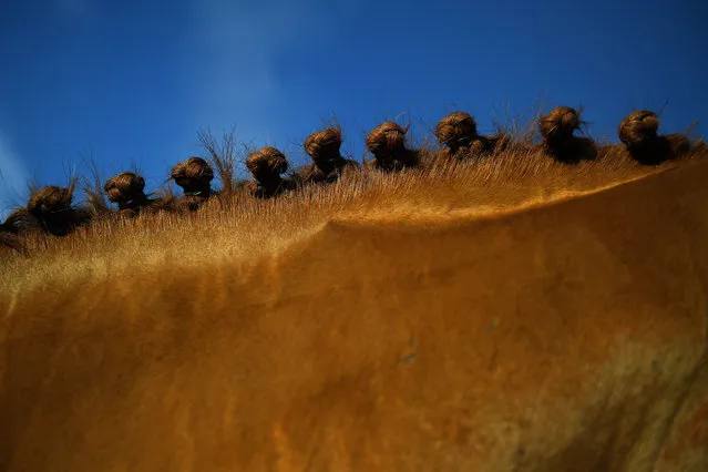 A horse's mane is prepared with knotted plaits before the Meath Hunt club fox hunt during a meet near Kells, Ireland December 22, 2018. (Photo by Clodagh Kilcoyne/Reuters)