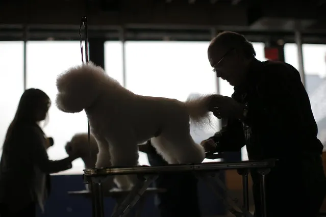 Bichon Frise dogs are groomed for judging in the benching area at the 2016 Westminster Kennel Club Dog Show in the Manhattan borough of New York City, February 15, 2016. (Photo by Mike Segar/Reuters)