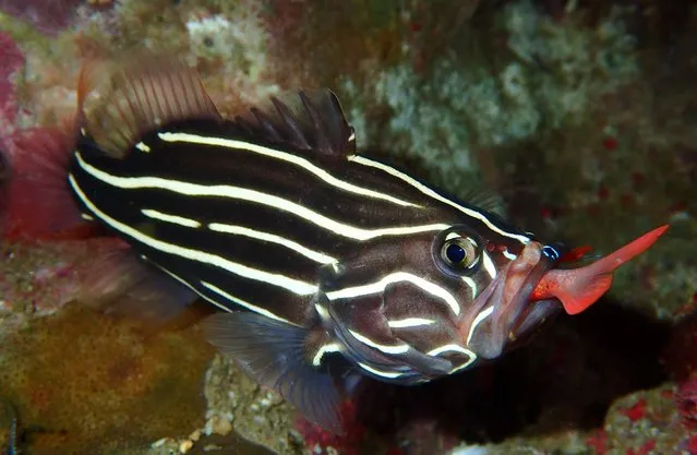 Compact Behavior, 2nd Place, “Hungry” in Grand Anse, Reunion Island. (Photo by Miguel Ramirez/The Ocean Art 2018 Underwater Photography Competition)