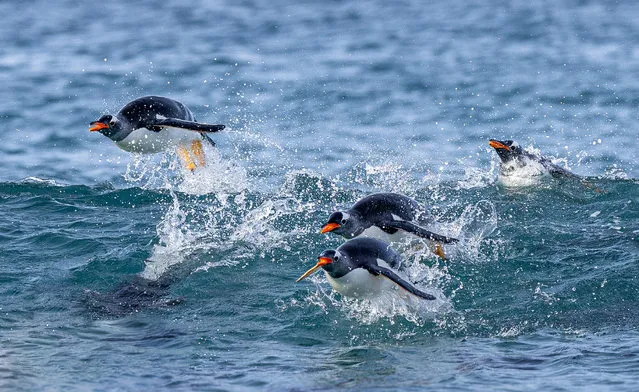 A colony of gentoo penguins scramble from the waters of the Falklands after spotting orcas in December 2023. (Photo by Michael Oliver/Animal News Agency)