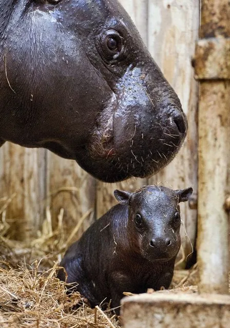 This baby hippo stays incredibly close to her mother as she learns how to take her first steps. (Photo by Jamie Lorriman/Solent News & Photo Agency)