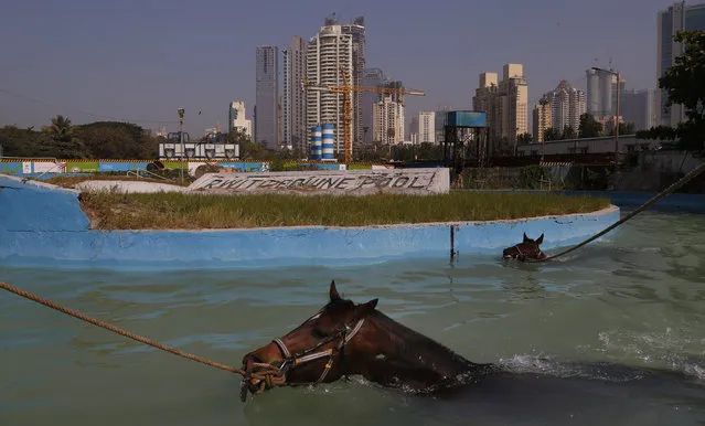 Racehorses swim after a training session ahead of the Indian Derby in Mumbai, India, Thursday, January 31, 2019. The Indian Derby, which will be held on Sunday, is a prestigious Indian racing event. (Photo by Rafiq Maqbool/AP Photo)