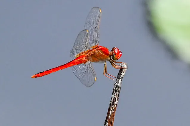 A scarlet skimmer dragonfly holds onto a dead flower stem at Gardens by the Bay in Singapore on November 30, 2023. If its devilish red eyes put you off, consider that it does us all a favour by preying on mosquitoes. (Photo by Roslan Rahman/AFP Photo)